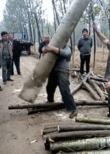  爆笑gif嫂子,差不多就行了,大街上收拾大哥让他好难堪的
