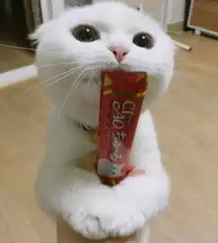  男友一开始不同意养猫,一个星期后发来一组照片真香现场