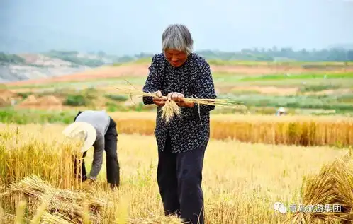 看哭了,该回家收麦子了  看哭了,该回家收麦子了