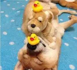  睡姿销魂的的柴犬女汉子