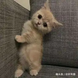 所以,这就是你开局先把王炸扔出来的理由  所以,这就是你开局先把王炸扔出来的理由