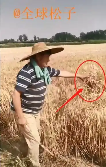 大衣哥家庄稼丰收了,亲自下地割麦子收小麦,多人围拍不帮忙  大衣哥家庄稼丰收了,亲自下地割麦子收小麦,多人围拍不帮忙