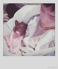  井柏然直播养猪,还和它一块睡觉,粉丝感慨人不如猪