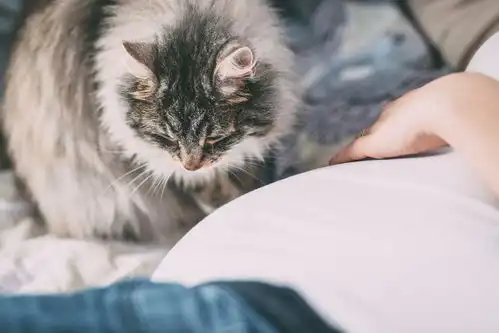  养猫会得弓形虫吗到底是咋得的