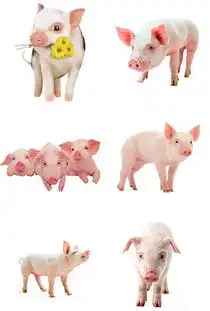  jpg可爱小猪图片jpg格式可爱小猪图片素材图片jpg可爱小猪图片设计模板我图网
