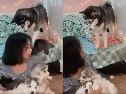  千万别让二哈带孩子了...这也太费娃了
