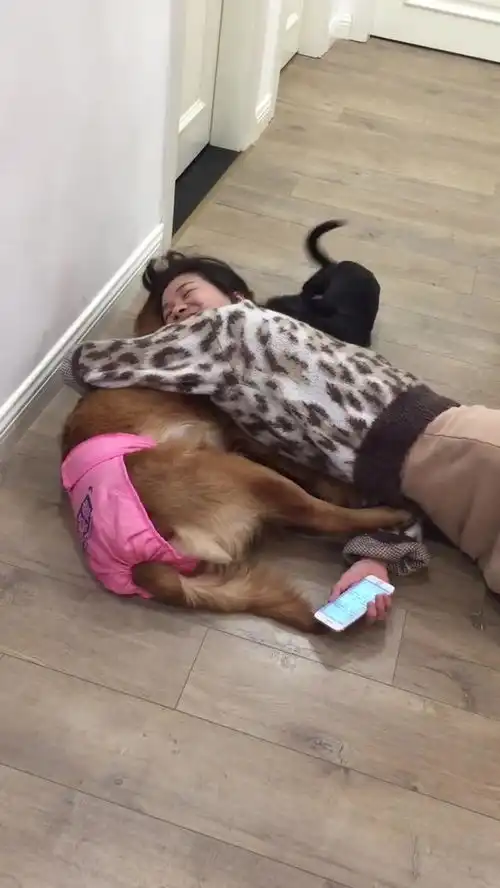  搞笑宠舍主人只想抱抱,没想到是这样的结果,心塞了,还能不能愉快的玩耍了