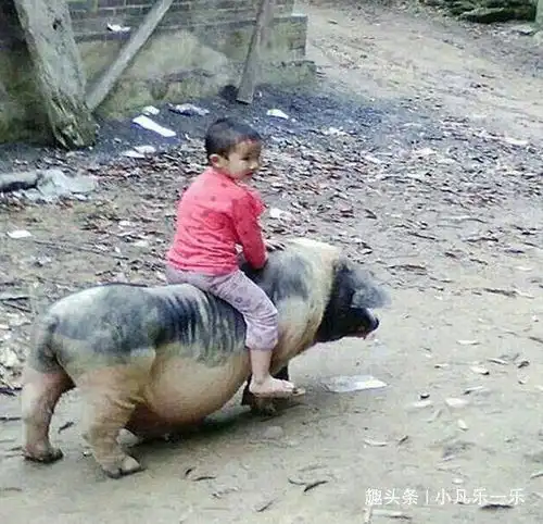  搞笑gif跳水不要玩太多花样