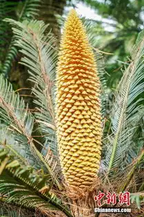  广西南宁铁树开花吸引游人