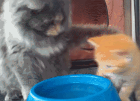 猫妈教小橘猫喝水,小猫高兴得咕噜咕噜清嗓子,太萌了  猫妈教小橘猫喝水,小猫高兴得咕噜咕噜清嗓子,太萌了