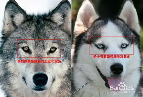  哈士奇和狼的区别对比