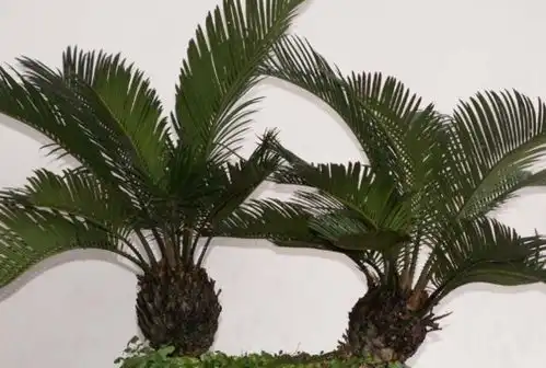 铁树的特点 铁树的特点