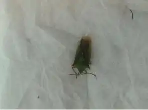  家里出现的虫子,咬了孩子好多包,和蚊子叮的差不多,请问这是什么虫子,有毒吗