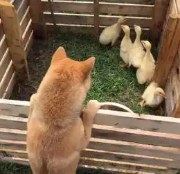 19岁小姑娘改的平房,三人一犬,10亩花园,美得像宫崎骏的动画 19岁小姑娘改的平房,三人一犬,10亩花园,美得像宫崎骏的动画