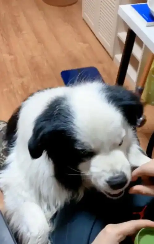  主人拿空气逗边境牧羊犬,边牧你在搞笑吗当我是哈士奇吗
