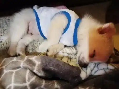  小小年纪就会烫头,免费烫染学会了哈哈哈哈哈