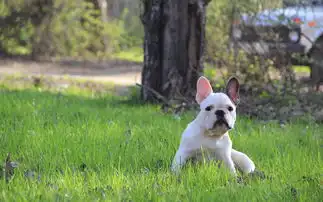  法国斗牛犬可爱壁纸