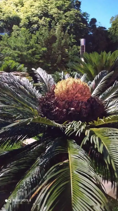 龟山公园铁树开花风景夜色下分外好看铁树开花为啥就不稀罕了 龟山公园铁树开花风景夜色下分外好看铁树开花为啥就不稀罕了