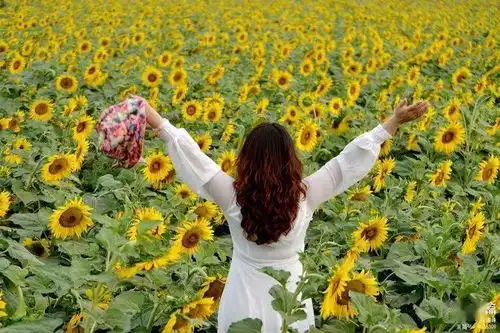 花开盛世,最美白鹤,洛阳孟津千亩向日癸美景 花开盛世,最美白鹤,洛阳孟津千亩向日癸美景