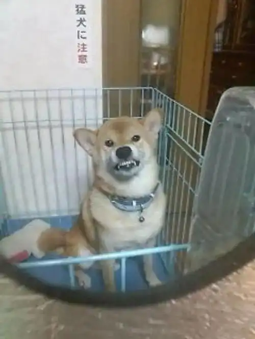  宠物故事柴犬睡醒样子十分爆笑,主人却说它是让人骄傲的毛孩子