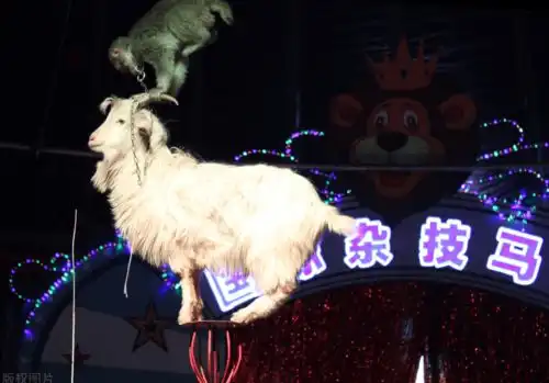  搞笑动态图片绿色眼睛的猫咪,你一定没见过
