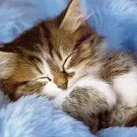 微信头像卡通maomi  微信头像卡通maomi