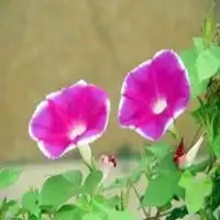 赞美女孩微信头像微信头像图片大全 赞美女孩微信头像微信头像图片大全