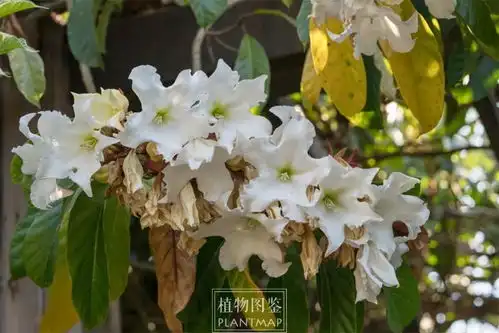  清明节,来看看清明花