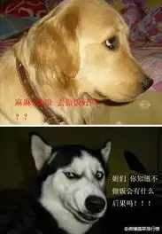  世界最快乐的狗狗2002年,坎迪斯9岁时,父亲送给她一条名叫查姆普的金毛猎犬她13岁时,父亲给她买了个数码相机,她便开始给查姆普拍照如今父亲已经过世,但通过这只世界最hao123网址导航