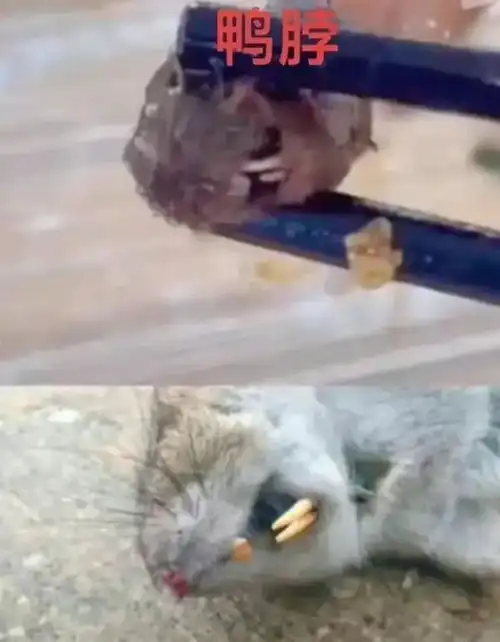  鼠头鸭脖事件异物为老鼠头,该校食品经营许可证已吊销