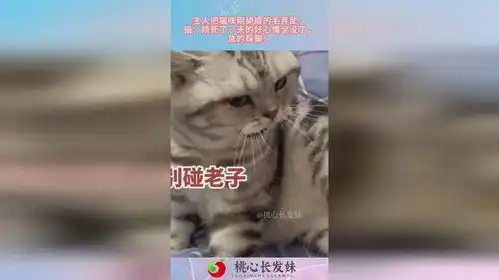 主人把猫咪毛弄乱,猫烦死了一天的好心情全没了,急的跺脚