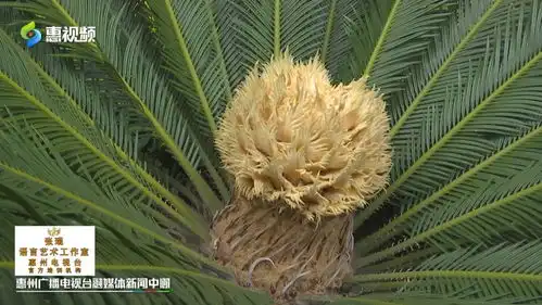  稀罕铁树开花造型独特