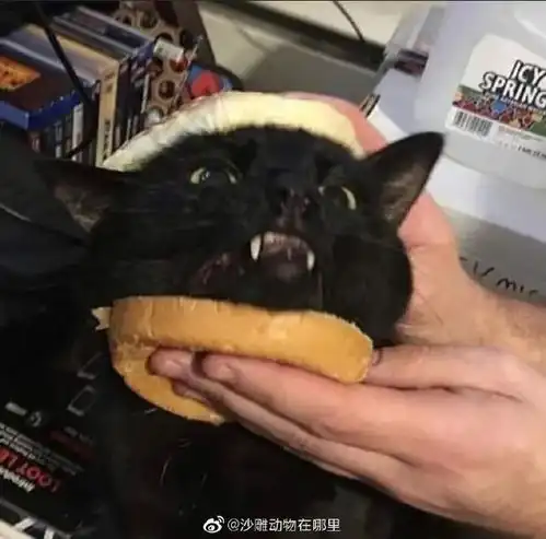  让人笑得前仰后翻搞笑图片哈哈哈哈太好笑了2