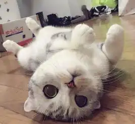 喵星人搞笑动态图什么,你被我迷住了吗  喵星人搞笑动态图什么,你被我迷住了吗