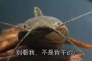 鲶鱼图片搞笑台风鲇鱼