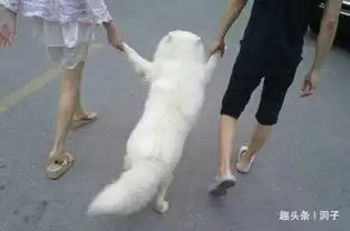  搞笑动态趣图gif最萌身高差