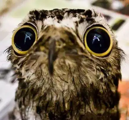 笑话段子搞笑图片原来老丈人才是最大的赢家  笑话段子搞笑图片原来老丈人才是最大的赢家