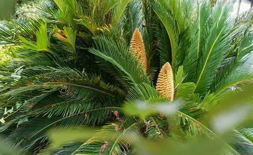  武汉新洲一棵铁树上开了两朵雄花凤凰网湖北凤凰网