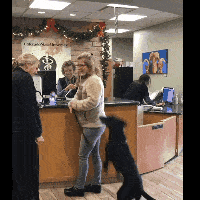  买哈士奇送家具一套一组可爱又搞笑的狗狗.gif