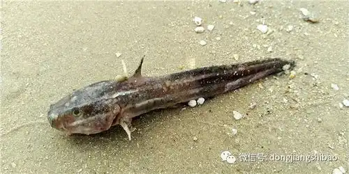  惠州人注意两天就有60多人在海边被刺伤凶手或是它