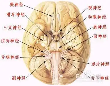  大人尿床的原因及调理方法