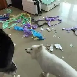  铲屎哒,你意不意外你惊不惊喜