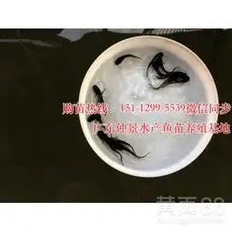  广西玉林大口鲶鱼苗钦州缩骨大头鱼苗批发价格-黄页88网