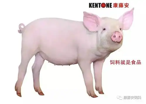  多空参半,这猪价还涨不涨啦