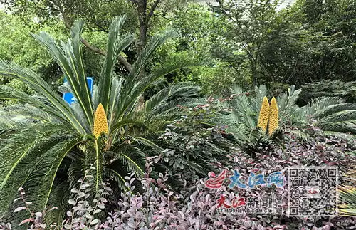 铁树开花图片搞笑十朵花