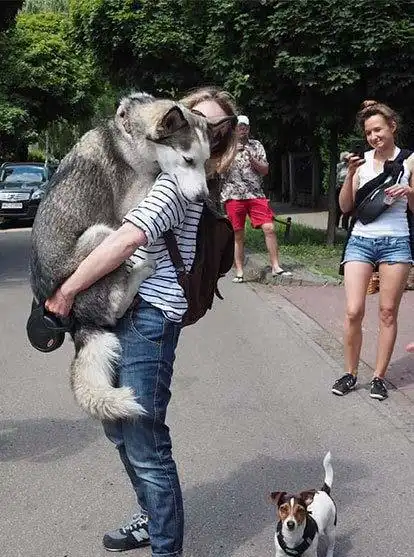 本来挺困的,看完这些动物趣图来精神了,真是搞笑  本来挺困的,看完这些动物趣图来精神了,真是搞笑