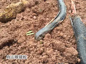  一米长一寸粗,黑色圆脑袋的蛇会不会有毒
