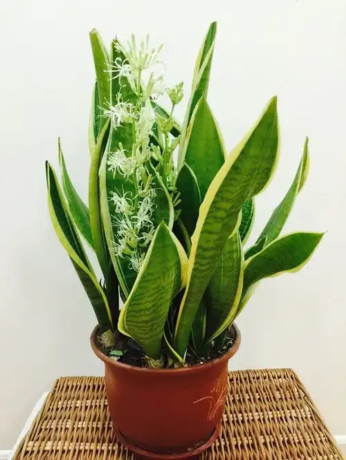  虎皮兰开花寓意好,如何让虎皮兰开花呢