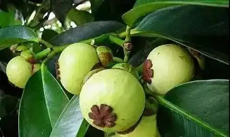  山竹的营养知识介绍
