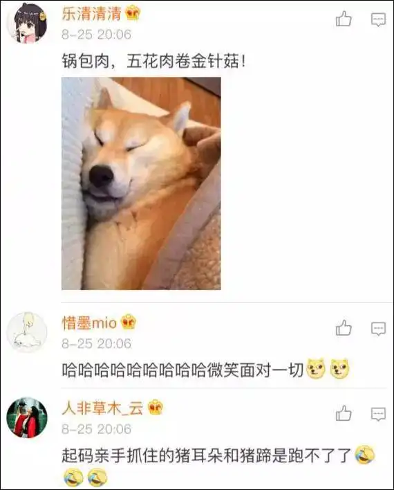  新晋表情包网红猪,最近微信朋友圈微博都被这只猪刷屏了....
